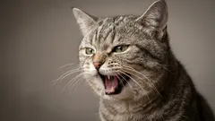 Porque é que o meu gato mia à noite e como o fazer parar sem castigos