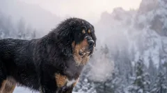 Tanto no frio intenso quanto no calor escaldante: 7 raças que podem viver ao ar livre durante todo o ano