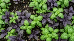 Como cultivar manjericão em Portugal e ter folhas verdes e aromáticas todo o verão