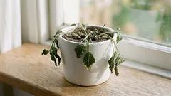 10 sinais de que a sua planta precisa de água (e como confirmar antes de regar)