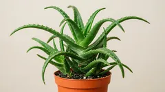 Como cuidar da Aloe vera em casa: luz, rega e terra para uma planta sempre bonita