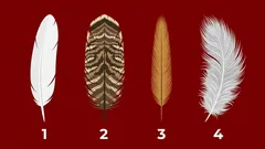 Escolhe uma pena e descobre o que o karma te pode estar a devolver