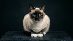 Estranhos entre os gatos: 5 belezas que raramente são escolhidas