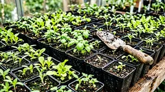 Os jardineiros foram informados sobre o principal erro ao cultivar mudas