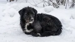 Onda de frio em Portugal: 5 gestos simples para ajudar animais errantes com segurança